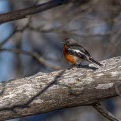 Petroica phoenicea (Flame Robin) at Bimberi, NSW - 18 Nov 2021 by trevsci