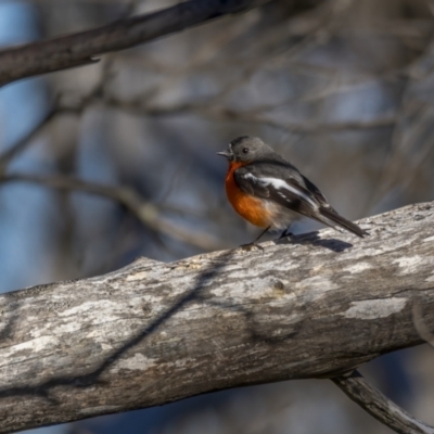 Petroica phoenicea (Flame Robin) at Bimberi, NSW - 17 Nov 2021 by trevsci