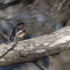 Petroica phoenicea at Bimberi, NSW - 18 Nov 2021 07:31 AM