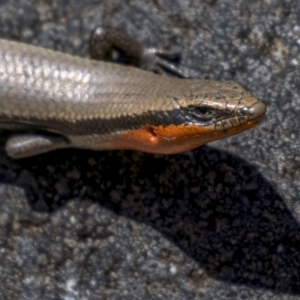 Acritoscincus platynotus at Cotter River, ACT - 18 Nov 2021 11:34 AM