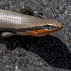 Acritoscincus platynotus (Red-throated Skink) at Cotter River, ACT - 18 Nov 2021 by trevsci