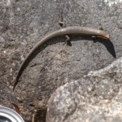 Acritoscincus platynotus at Cotter River, ACT - 18 Nov 2021