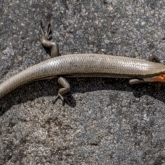 Acritoscincus platynotus at Cotter River, ACT - 18 Nov 2021