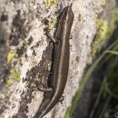 Pseudemoia entrecasteauxii (Woodland Tussock-skink) at Cotter River, ACT - 17 Nov 2021 by trevsci