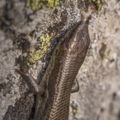 Pseudemoia entrecasteauxii at Cotter River, ACT - 17 Nov 2021