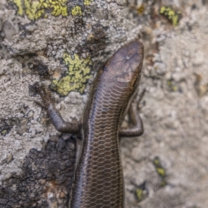 Pseudemoia entrecasteauxii at Cotter River, ACT - 17 Nov 2021