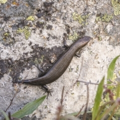 Pseudemoia entrecasteauxii at Cotter River, ACT - 17 Nov 2021