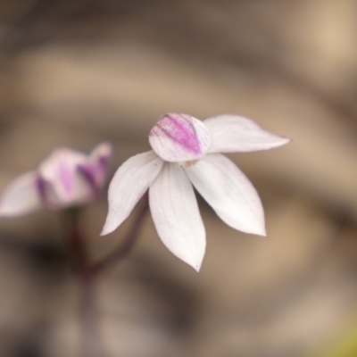 Caladenia alpina (Mountain Caps) at Cotter River, ACT - 17 Nov 2021 by trevsci