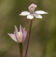 Caladenia alpina at Cotter River, ACT - 17 Nov 2021