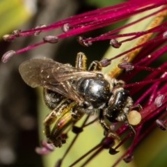 Lasioglossum (Chilalictus) sp. (genus & subgenus) (Halictid bee) at Macgregor, ACT - 18 Nov 2021 by Roger