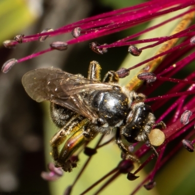 Lasioglossum (Chilalictus) sp. (genus & subgenus) (Halictid bee) at Macgregor, ACT - 18 Nov 2021 by Roger