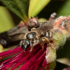 Lasioglossum (Chilalictus) sp. (genus & subgenus) at Macgregor, ACT - suppressed