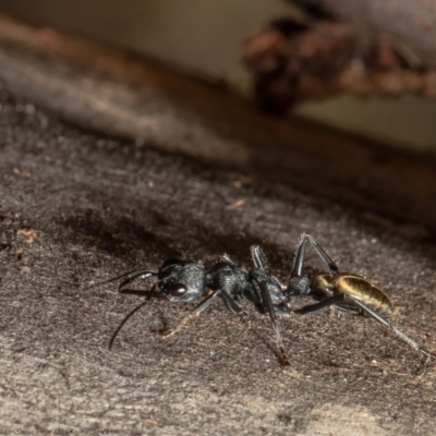 Myrmecia piliventris (Golden tail bull ant) at Molonglo Valley, ACT - 18 Nov 2021 by Roger