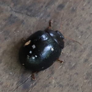 Paropsisterna sp. (genus) at Punsand, QLD - 12 Jun 2021