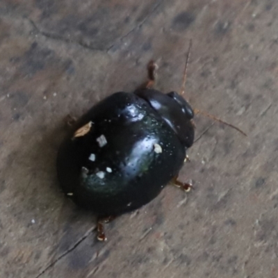 Paropsisterna sp. (genus) (A leaf beetle) at Punsand, QLD - 12 Jun 2021 by Tammy