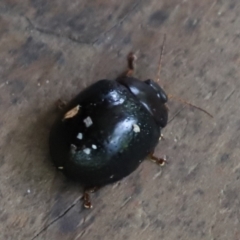 Paropsisterna sp. (genus) (A leaf beetle) at Punsand, QLD - 12 Jun 2021 by Tammy