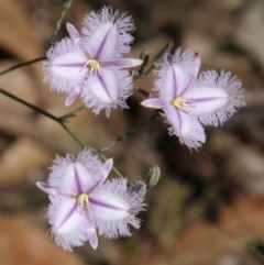 Thysanotus tuberosus (Common Fringe-lily) at Moruya, NSW - 17 Nov 2021 by LisaH