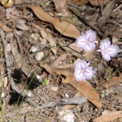 Thysanotus tuberosus at Moruya, NSW - suppressed