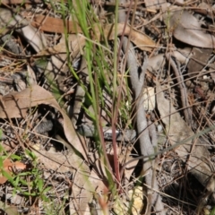 Thysanotus tuberosus at Moruya, NSW - suppressed