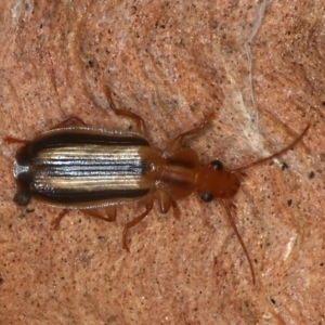 Demetrida vittata at Molonglo Valley, ACT - 15 Nov 2021 10:21 AM