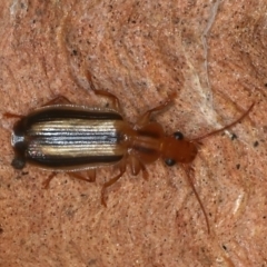 Unidentified Carab beetle (Carabidae) (TBC) at Molonglo Valley, ACT - 14 Nov 2021 by jbromilow50