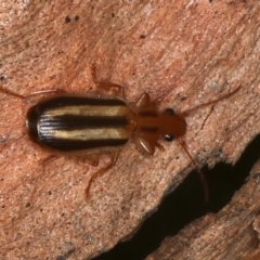 Demetrida vittata at Molonglo Valley, ACT - 15 Nov 2021