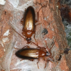 Euomma lateralis (Comb-clawed beetle) at Molonglo Valley, ACT - 15 Nov 2021 by jb2602