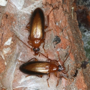 Euomma lateralis at Molonglo Valley, ACT - 15 Nov 2021