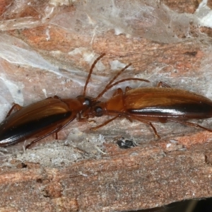 Euomma lateralis at Molonglo Valley, ACT - 15 Nov 2021