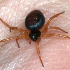 Euryopis sp. (genus) (An ant eating spider) at Kama - 14 Nov 2021 by jbromilow50