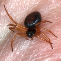 Euryopis sp. (genus) at Molonglo Valley, ACT - 15 Nov 2021 10:20 AM