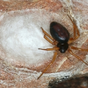 Euryopis sp. (genus) at Molonglo Valley, ACT - 15 Nov 2021