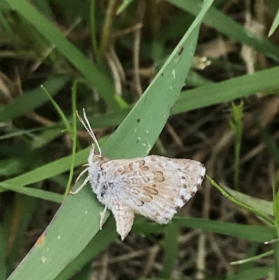 Lucia limbaria (Chequered Copper) at Red Hill to Yarralumla Creek - 18 Nov 2021 by Tapirlord