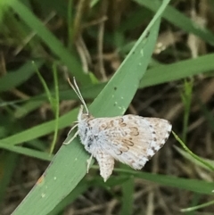 Lucia limbaria at Garran, ACT - 18 Nov 2021 04:34 PM