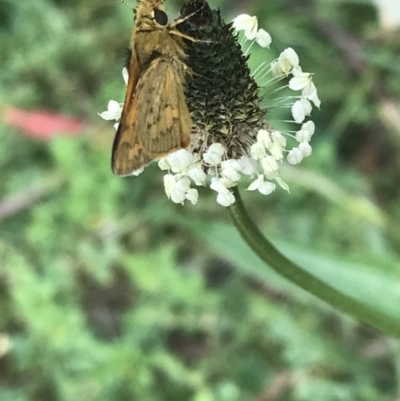 Ocybadistes walkeri (Green Grass-dart) at Sullivans Creek, Lyneham South - 19 Nov 2021 by Tapirlord