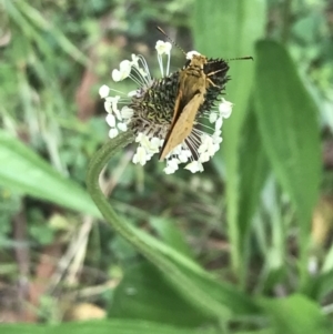 Ocybadistes walkeri at Lyneham, ACT - 19 Nov 2021