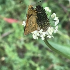 Ocybadistes walkeri at Lyneham, ACT - 19 Nov 2021