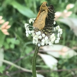 Ocybadistes walkeri at Lyneham, ACT - 19 Nov 2021