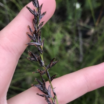 Schoenus melanostachys (Black Bog-rush) at Bundanoon, NSW - 13 Nov 2021 by Tapirlord