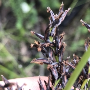 Schoenus melanostachys at Bundanoon, NSW - 14 Nov 2021 10:45 AM