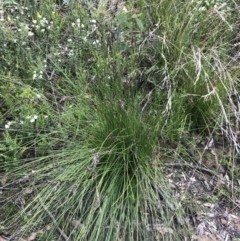 Schoenus melanostachys at Bundanoon, NSW - 14 Nov 2021 10:45 AM