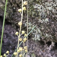 Lomandra cylindrica (Needle Mat-rush) at Morton National Park - 13 Nov 2021 by Tapirlord