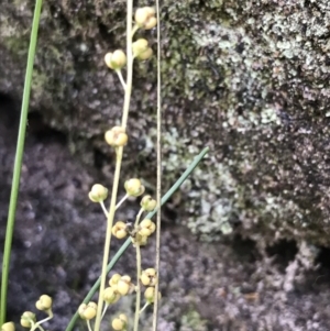 Lomandra cylindrica at Bundanoon, NSW - 14 Nov 2021 10:53 AM