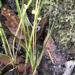 Lomandra cylindrica at Bundanoon, NSW - 14 Nov 2021 10:53 AM