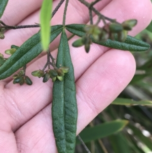 Zieria smithii at Bundanoon, NSW - 14 Nov 2021