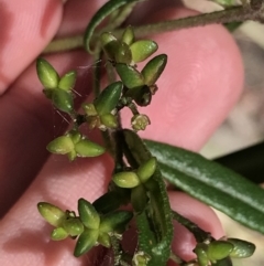 Zieria smithii at Bundanoon, NSW - 14 Nov 2021