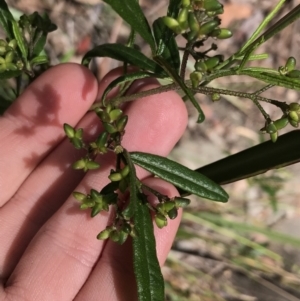 Zieria smithii at Bundanoon, NSW - 14 Nov 2021