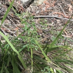 Zieria smithii at Bundanoon, NSW - 14 Nov 2021