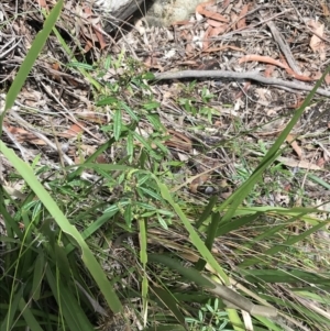 Zieria smithii at Bundanoon, NSW - 14 Nov 2021 10:54 AM