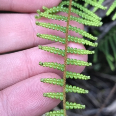 Gleichenia dicarpa (Wiry Coral Fern) at Morton National Park - 13 Nov 2021 by Tapirlord